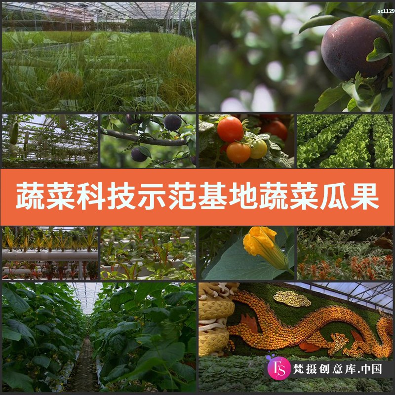 蔬菜科技示范基地 蔬菜瓜果 南瓜黄瓜 西红柿 高清实拍视频素材