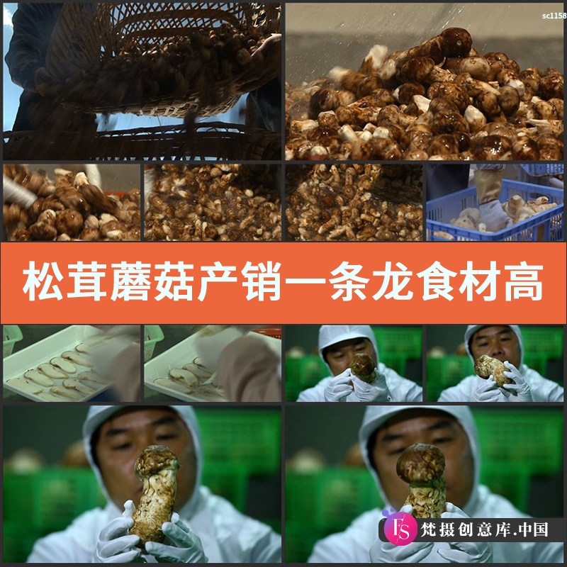 松茸 蘑菇 产销一条龙 食材 高清实拍视频素材