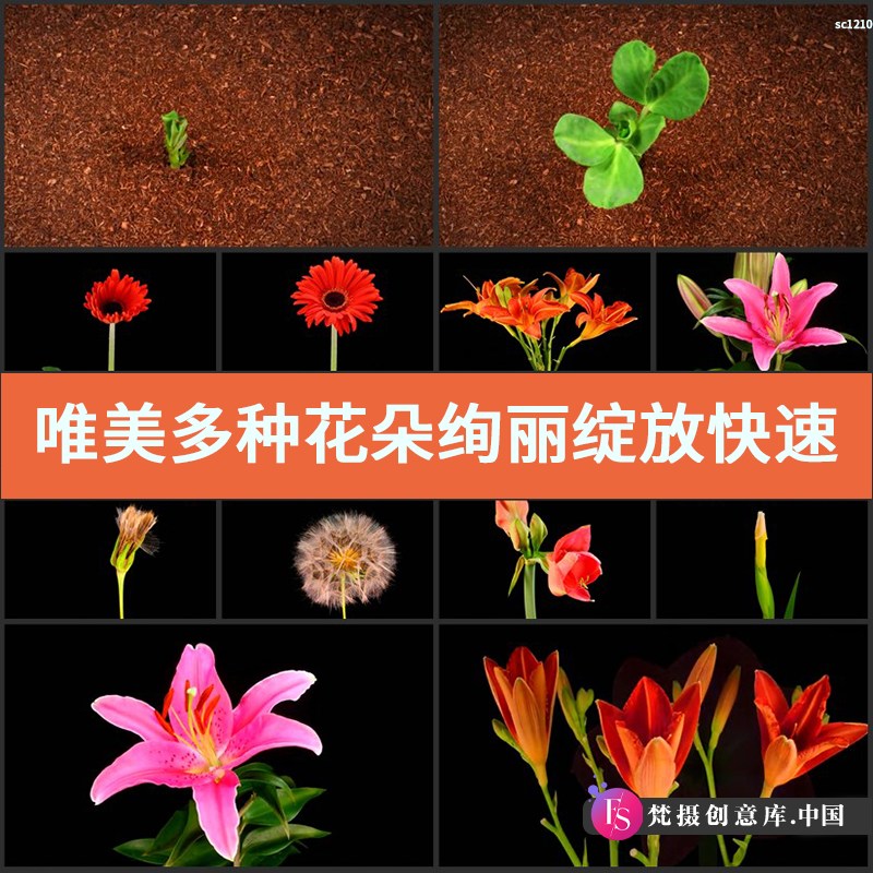 唯美多种花朵绚丽绽放快速开放植物破土而出延时高清实拍视频素材