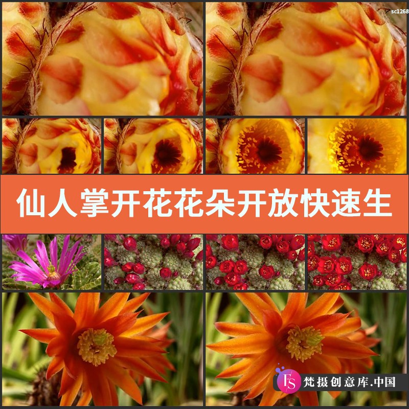 仙人掌开花 花朵开放快速生长 高清实拍视频素材