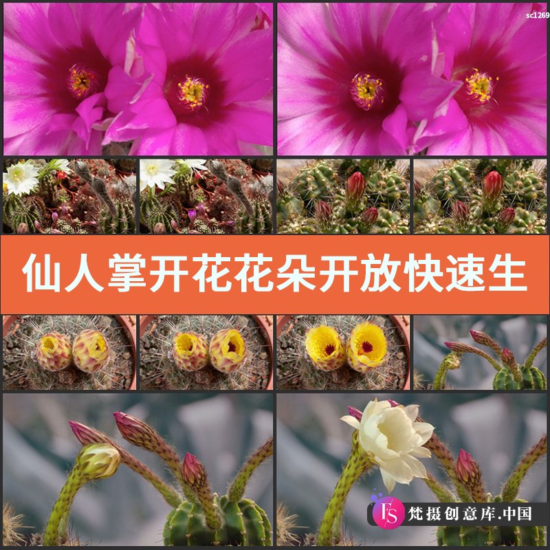 仙人掌开花 花朵开放快速生长高清实拍视频素材