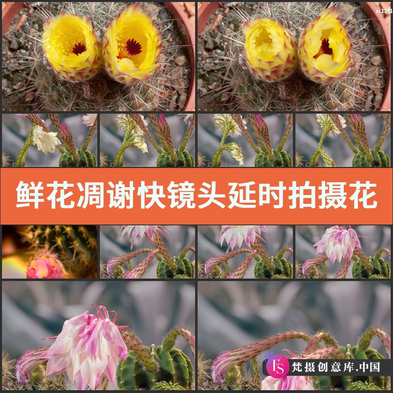 鲜花凋谢快镜头 延时拍摄花朵快速凋零 高清实拍动态视频素材