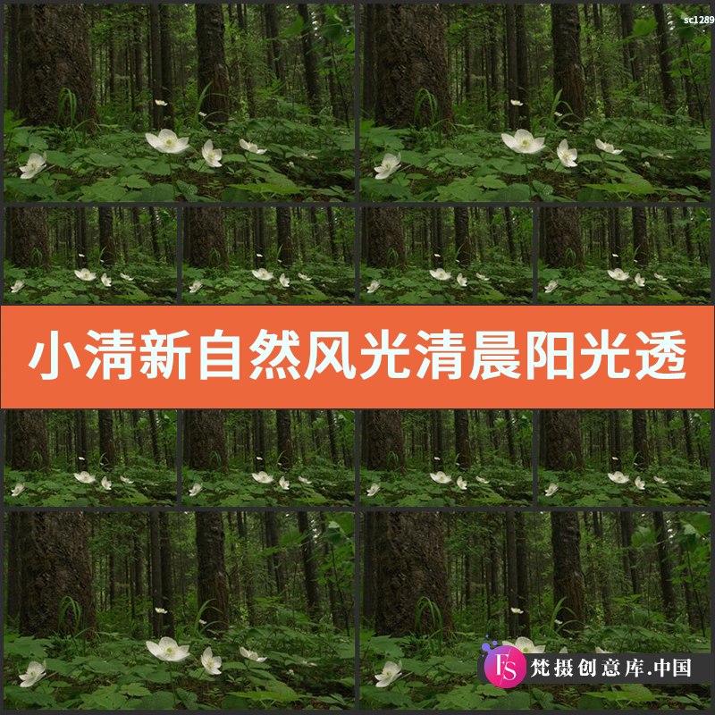 小淸新自然风光清晨阳光透过树木森林风景 绿色青草 高清视频素材