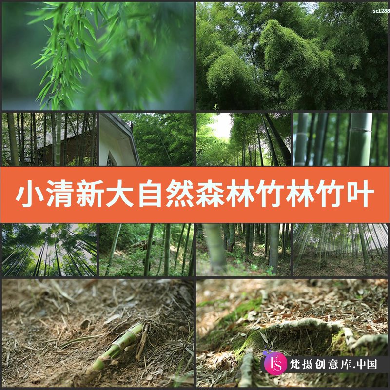 小清新 大自然森林 竹林竹叶水滴空镜头 竹子生长 实拍视频素材