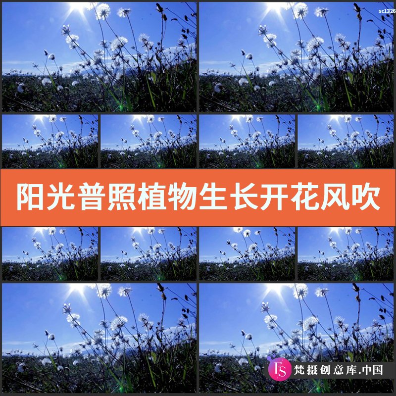 阳光普照植物生长开花风吹摇摆清新甜美画面高清实拍视频素材-梵摄创意库