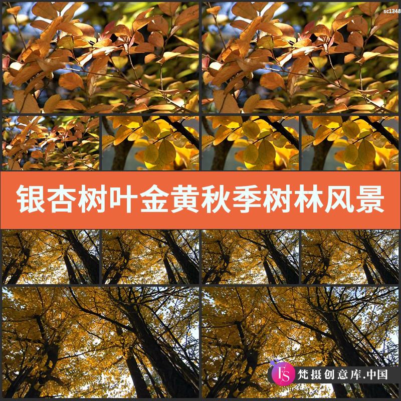 银杏树叶金黄秋季树林风景 落叶枯黄景色阳光 实拍高清视频素材