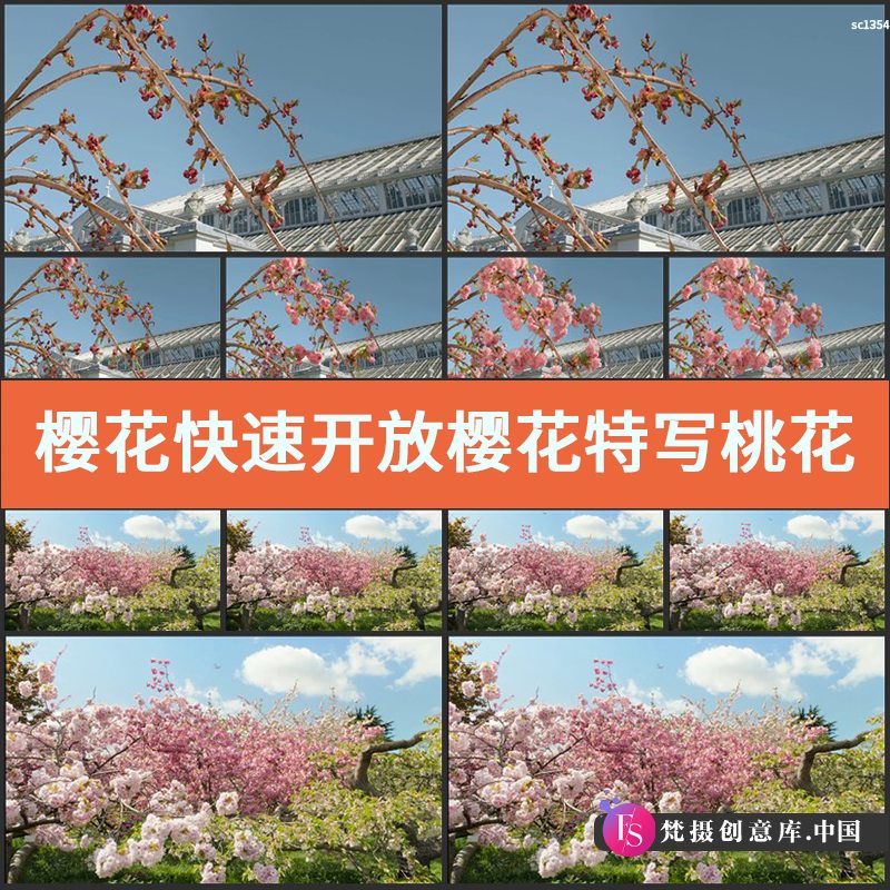 图片[1]-樱花快速开放樱花特写 桃花世外桃源宣传片高清实拍视频素材-梵摄创意库