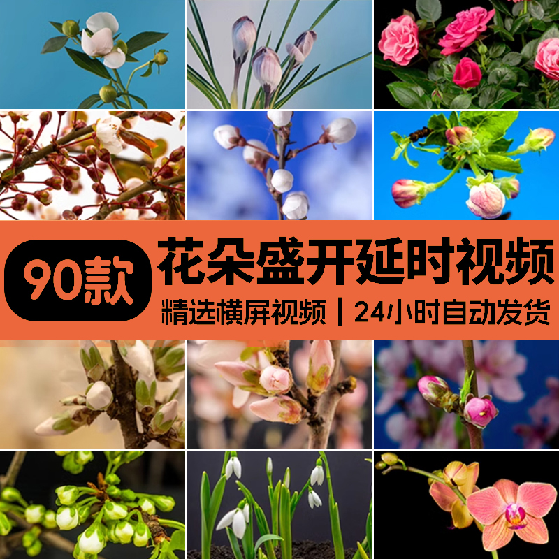 春天植物花草春暖花开花朵鲜花生长盛开绽放过程延时实拍视频素材