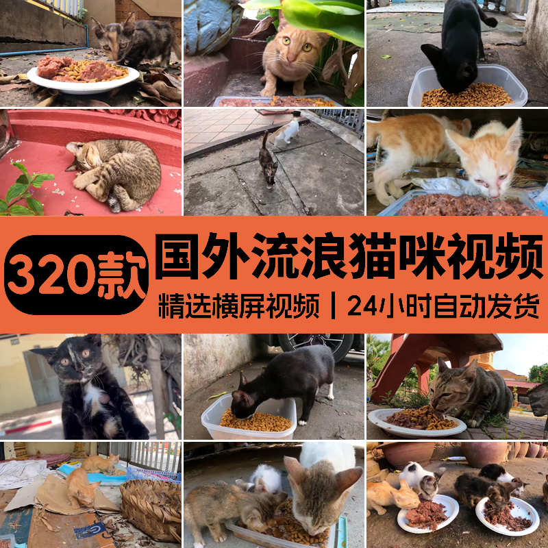 国外实拍流浪猫咪觅食投喂猫粮纪实纪录拍摄中视频解说高清素材