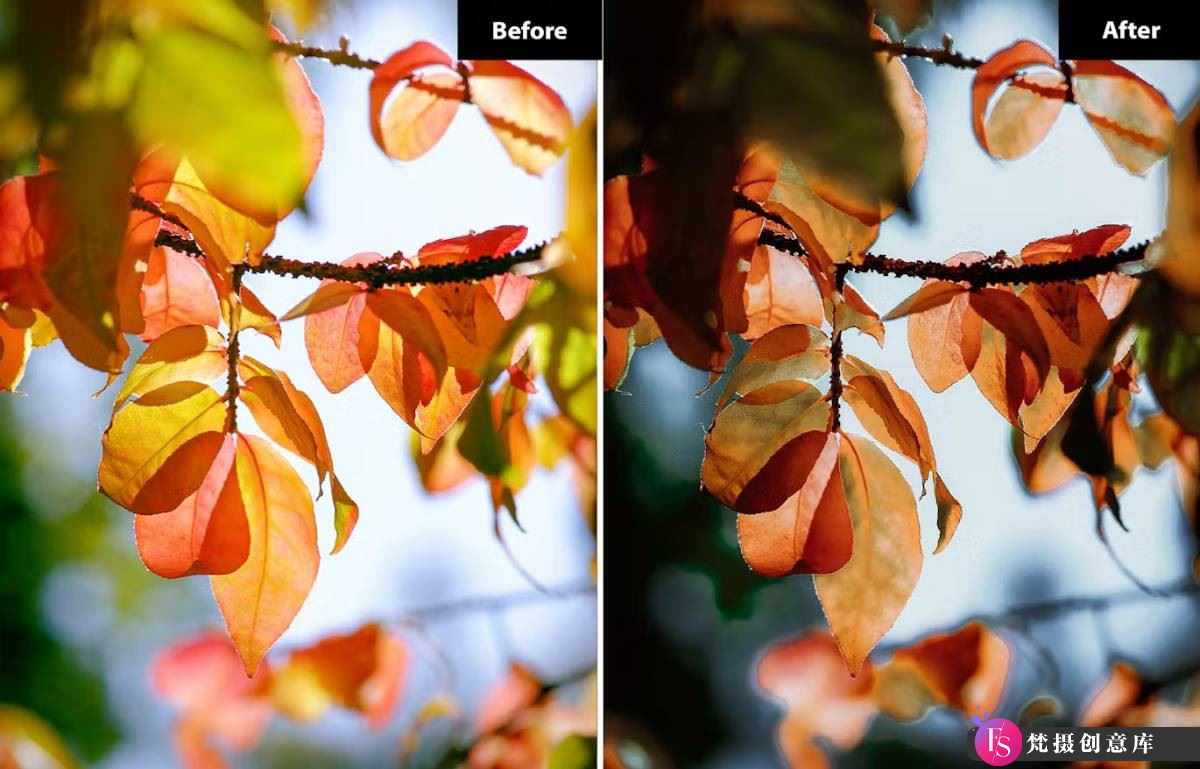 秋季风景摄影必备：LR预设包《Autumn Leaves》