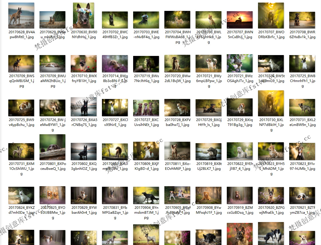 NicoleTrenker奥地利宠物摄影萌宠治愈电子合集柔光美学539P-43.07 MB